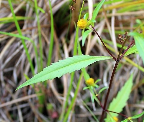 Bidens connata (Purple-stem Beggarticks) Growing in a partially filled drainage ditch in an old cranberry bed. The soil is saturated and peaty. Asteraceae,Beggar Ticks,Bidens connata,Geotagged,Summer,United States,wetland