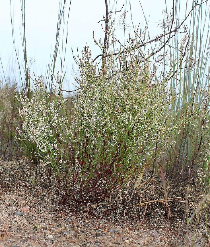 Polygonella articulata (Coast Jointweed) Growing in dry sand with almost no organic matter. Coast Jointweed,Geotagged,Northern Jointweed,Polygonaceae,Polygonella articulata,Sand Jointweed,Summer,United States,sand