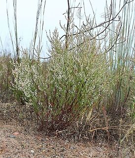 Polygonella articulata (Coast Jointweed) Growing in dry sand with almost no organic matter. Coast Jointweed,Geotagged,Northern Jointweed,Polygonaceae,Polygonella articulata,Sand Jointweed,Summer,United States,sand