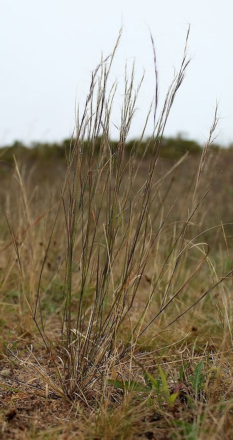 Aristida basiramea (Forked Three-awn) Growing in dry sand with almost no organic matter. Aristida basiramea,Forked Three-awn Grass,Geotagged,Poaceae,Summer,United States,grass,sand