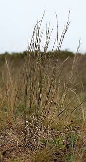 Aristida basiramea (Forked Three-awn) Growing in dry sand with almost no organic matter. Aristida basiramea,Forked Three-awn Grass,Geotagged,Poaceae,Summer,United States,grass,sand