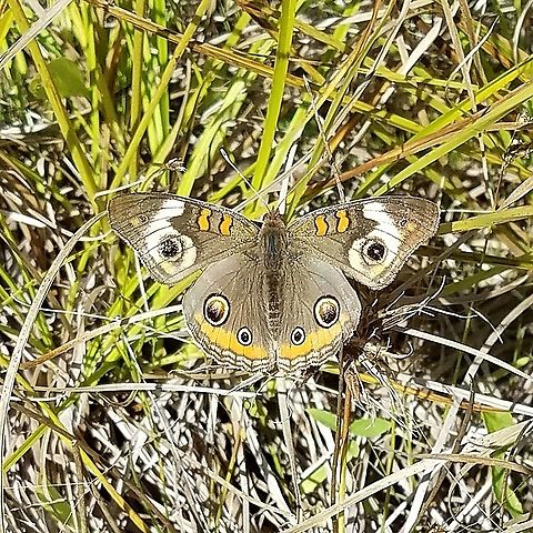 Junonia coenia (Common Buckeye Butterfly) The plant Agalinis tenuifolia, a possible larval host, is common in the immediate area. Agalinis tenuifolia,Common Buckeye,Geotagged,Junonia coenia,Lepidoptera,Summer,United States,butterfly,insect