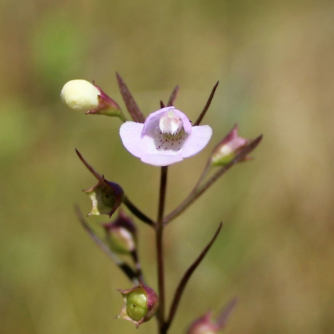 Agalinis tenuifolia (Slender-leaved False Foxglove) Growing in a partially filled drainage ditch in an old cranberry bed. The soil is saturated peaty sand. The elongate peduncles (stalks bearing the flowers) that are more than 10 mm help to separate this species from the similar Agalinis purpurea with peduncles less than 8 mm. Agalinis tenuifolia,Geotagged,Orobanchaceae,Summer,United States