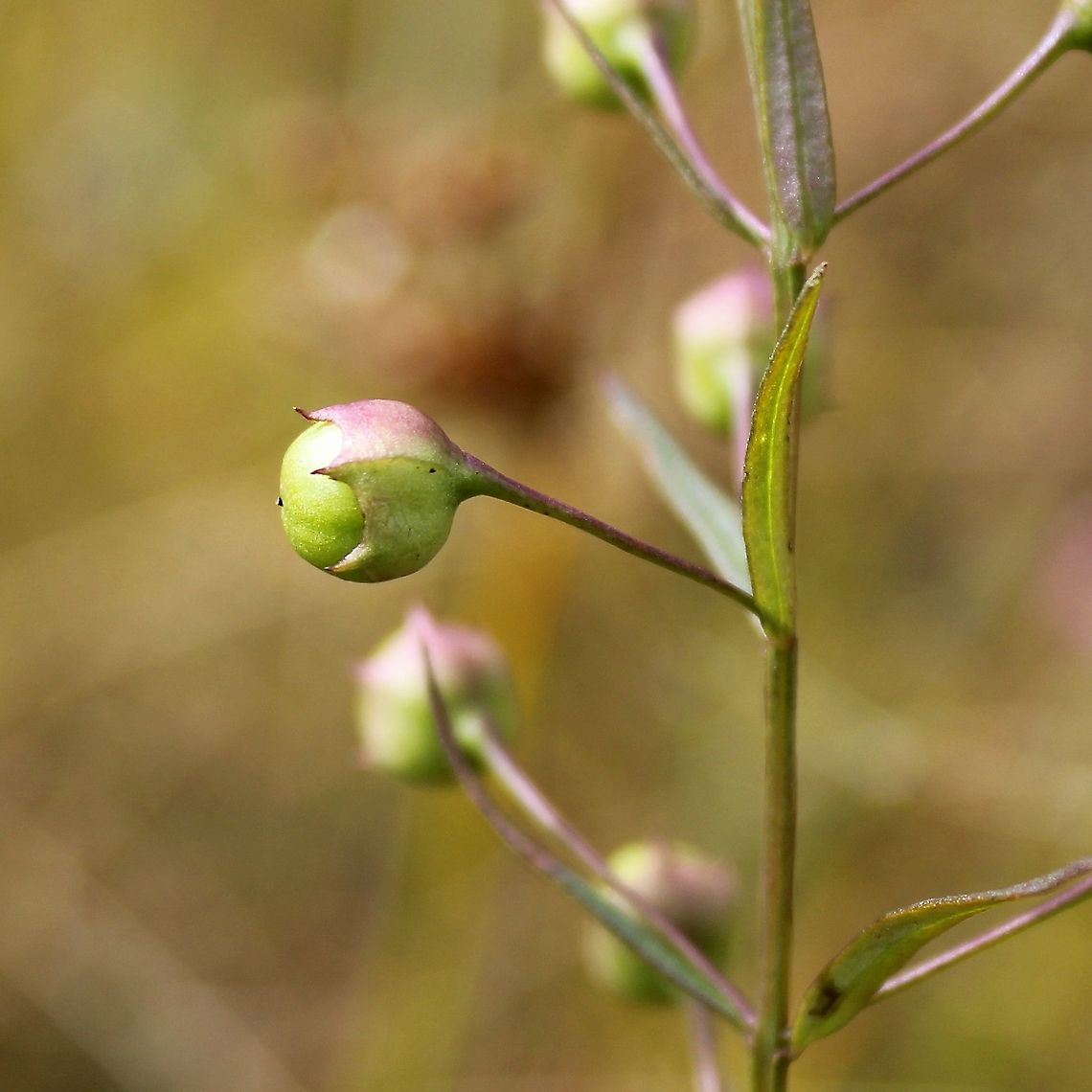 Agalinis tenuifolia (Slender-leaved False Foxglove) Growing in a partially filled drainage ditch in an old cranberry bed. The soil is saturated peaty sand. Agalinis tenuifolia,Geotagged,Orobanchaceae,Summer,United States,wetland plant