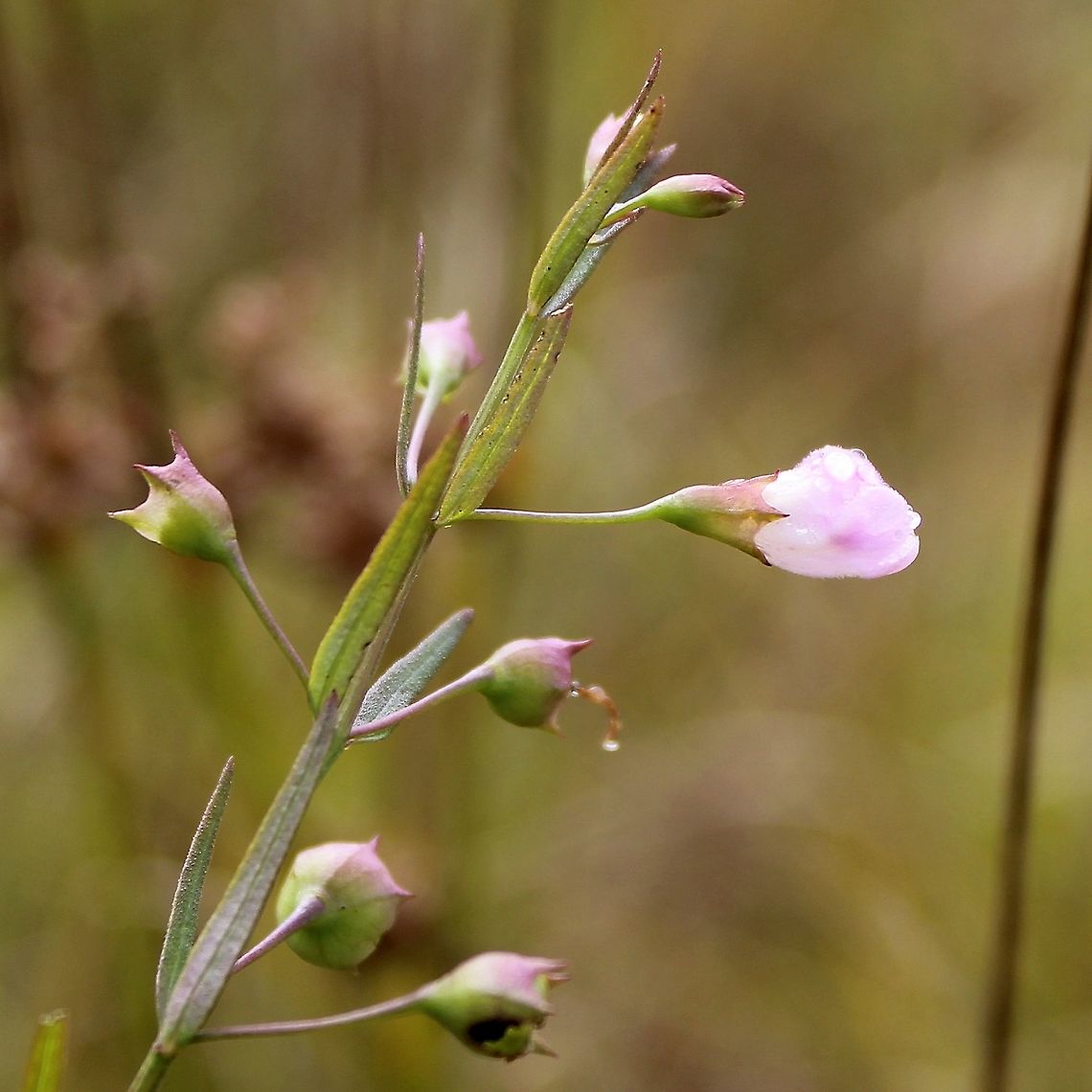 Agalinis tenuifolia (Slender-leaved False Foxglove) Growing in a partially filled drainage ditch in an old cranberry bed. The soil is saturated peaty sand. Agalinis tenuifolia,Geotagged,Orobanchaceae,Summer,United States,wetland,wetland plant
