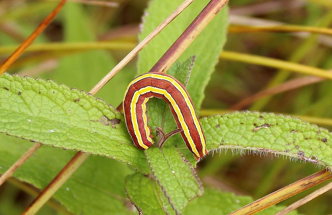Trichordestra legitima (Striped Garden Caterpillar) Trichordestra legitima (Striped Garden Caterpillar) feeding on Eupatorium perfoliatum (Boneset).<br />
<br />
The species reported host plants cover a wide range of families but so far I have only found this insect on members of the Asteraceae. Eupatorium perfoliatum,Geotagged,Lepidoptera,Striped Garden Caterpillar,Summer,Trichordestra legitima,United States,caterpillar,cutworm,wetland