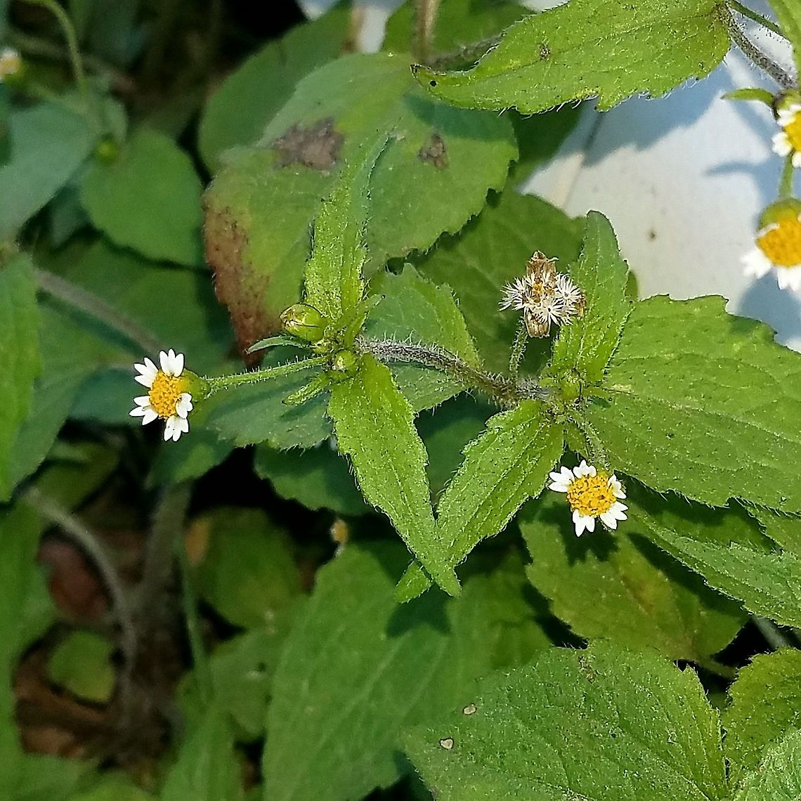 Galinsoga quadriradiata (Shaggy Soldier) Growing in sand and gravel by a building. Asteraceae,Galinsoga quadriradiata,Geotagged,Shaggy soldier,Summer,United States,weed