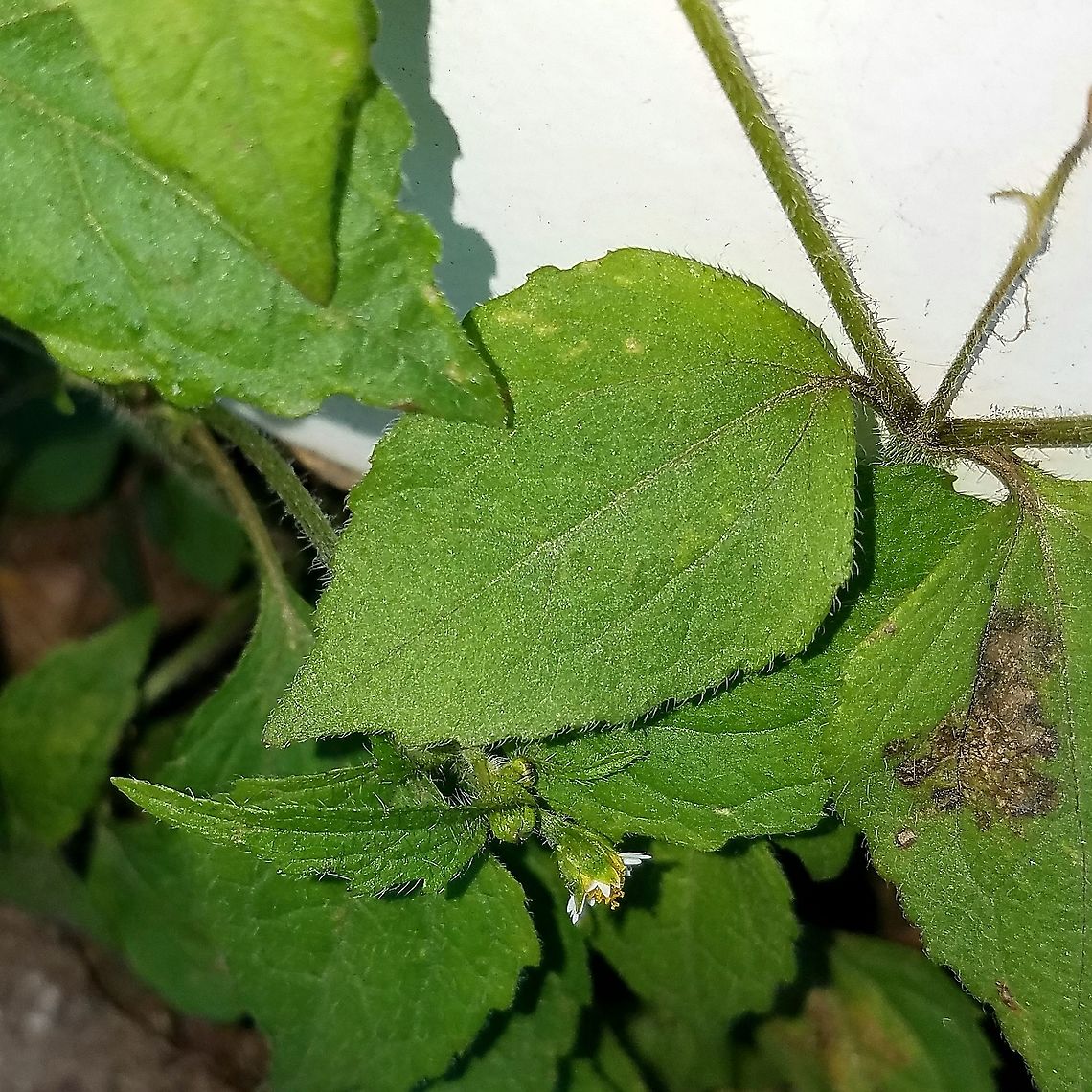 Galinsoga quadriradiata (Shaggy Soldier) Growing in a strip of sand and gravel by a building. Asteraceae,Galinsoga quadriradiata,Geotagged,Shaggy soldier,Summer,United States,weed