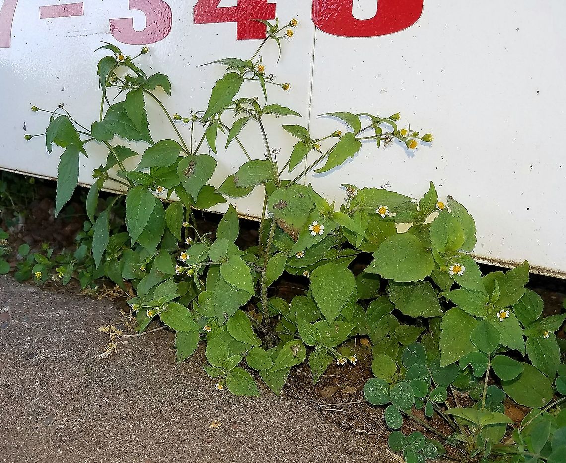 Galinsoga quadriradiata (Shaggy Soldier) Growing in a strip of sand and gravel by a building. Asteraceae,Galinsoga quadriradiata,Geotagged,Shaggy soldier,Summer,United States,weed