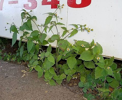 Galinsoga quadriradiata (Shaggy Soldier) Growing in a strip of sand and gravel by a building. Asteraceae,Galinsoga quadriradiata,Geotagged,Shaggy soldier,Summer,United States,weed