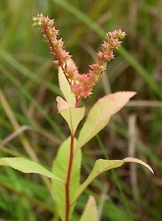 Penthorum sedoides (Ditch Stonecrop) Growing in a partially filled drainage ditch in an old cranberry bed. The soil is saturated peaty sand. Ditch Stonecrop,Geotagged,Penthorum sedoides,Summer,United States,wetland
