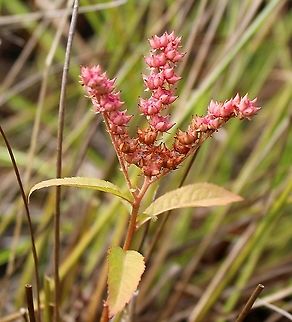 Penthorum sedoides (Ditch Stonecrop) Growing in a partially filled drainage ditch in an old cranberry bed. The soil is saturated peaty sand. Ditch Stonecrop,Geotagged,Penthorum sedoides,Summer,United States