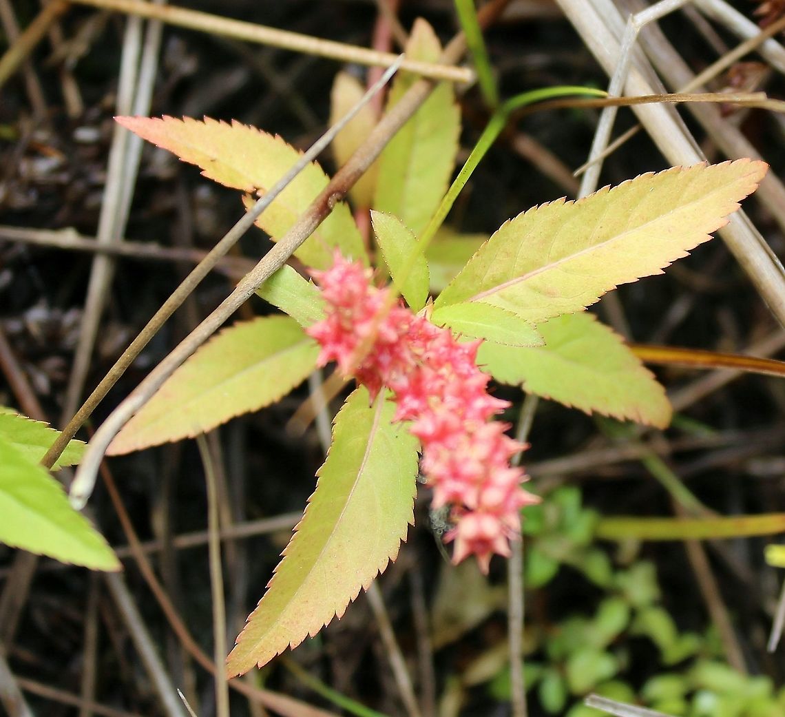 Penthorum sedoides (Ditch Stonecrop) Leaf arrangement (phyllotaxy). Plants growing in a partially filled drainage ditch in an old cranberry bed. The soil is saturated peaty sand. Ditch Stonecrop,Geotagged,Penthorum sedoides,Summer,United States,phyllotaxy