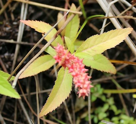 Penthorum sedoides (Ditch Stonecrop) Leaf arrangement (phyllotaxy). Plants growing in a partially filled drainage ditch in an old cranberry bed. The soil is saturated peaty sand. Ditch Stonecrop,Geotagged,Penthorum sedoides,Summer,United States,phyllotaxy