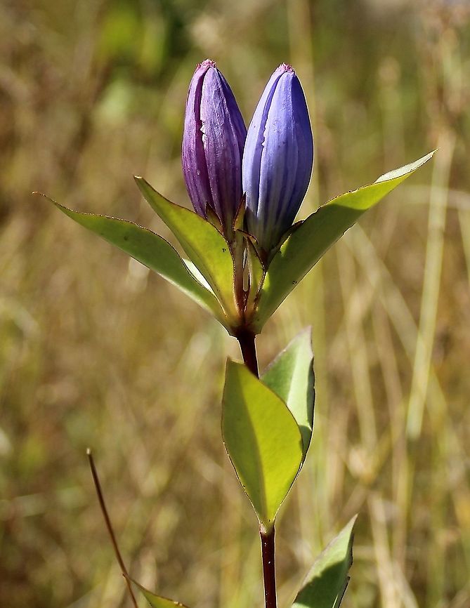 Gentiana andrewsii (Bottle Gentian) Growing in a partially filled drainage ditch in an old cranberry bed. The soil is saturated peaty sand. Bottle gentian,Gentiana andrewsii,Gentianaceae,Geotagged,Summer,United States,wetland