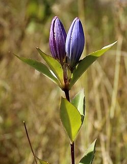Gentiana andrewsii (Bottle Gentian) Growing in a partially filled drainage ditch in an old cranberry bed. The soil is saturated peaty sand. Bottle gentian,Gentiana andrewsii,Gentianaceae,Geotagged,Summer,United States,wetland