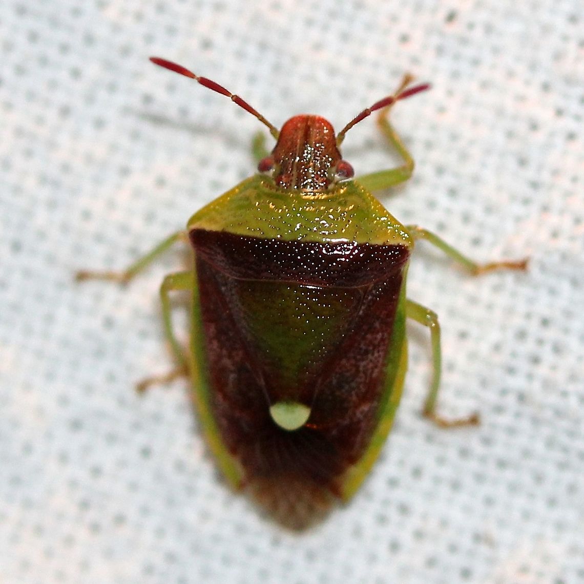Banasa dimidiata Attracted to an incandescent porch light. Banasa dimidiata,Geotagged,Pentatomida,Summer,United States,bug,hemiptera,insect,stink bug