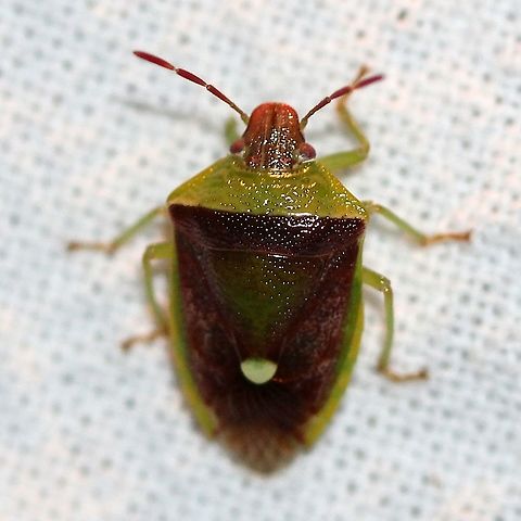 Banasa dimidiata Attracted to an incandescent porch light. Banasa dimidiata,Geotagged,Pentatomida,Summer,United States,bug,hemiptera,insect,stink bug