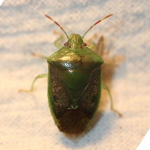 Banasa calva Attracted to an incandescent porch light. Banasa calva,Geotagged,Summer,United States,bug,hemiptera,insect,stink bug