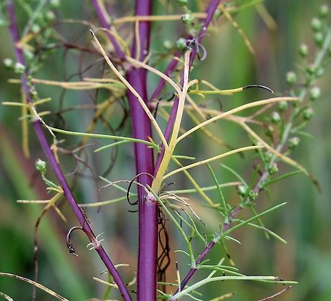 Artemisia campestris (Field Sagewort) Senescing plant with yellowing leaves. Artemisia campestris,Asteraceae,Geotagged,Summer,United States,sagewort,wormwood