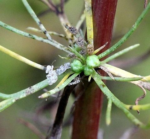 Corythucha marmorata (Chrysanthemum Lace Bug) Corythucha marmorata on Artemisia campestris (Field Sagewort).

At first glance there appeared to be no reports of Corythucha marmorata feeding on any species of Artemisia. But a little deeper looking turned up this paper:
"Geographical Distribution and Host plants of Corythucha marmorata (Uhler) (Hemiptera: Tingidae) in Korea" (Dong Eon Kim and Jihyon Kil, 2014) in the Korean journal of applied entomology 53(2):185-191 where Corythucha marmorata, an introduced species in Korea and a pest insect, is documented on Artemisia princeps. Artemisia campestris,Artemisia princeps,Chrysanthemum Lace Bug,Corythucha marmorata,Field Sagewort,Geotagged,Marbled Lace Bug,Summer,United States