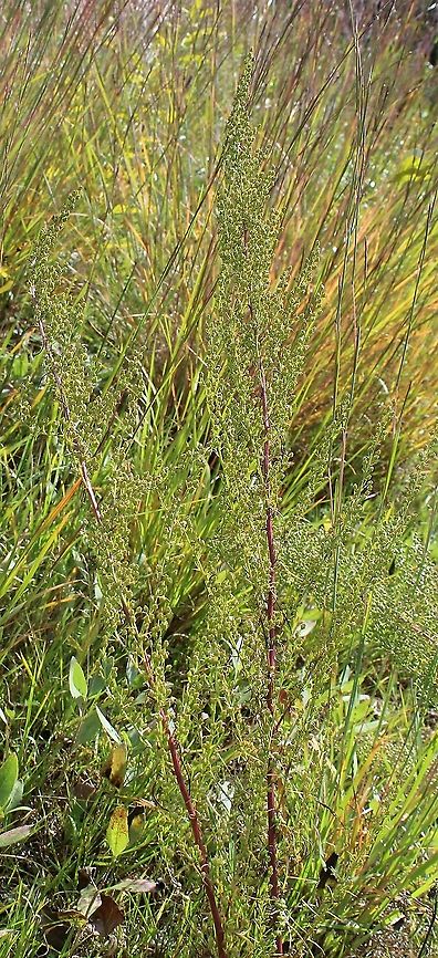 Artemisia campestris (Field Sagewort)  Artemisia campestris,Asteraceae,Geotagged,Summer,United States,wormwood