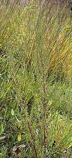 Artemisia campestris (Field Sagewort)  Artemisia campestris,Asteraceae,Geotagged,Summer,United States,wormwood