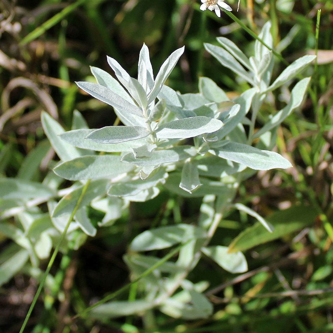Artemisia ludoviciana (White Sage)  Artemisia ludoviciana,Asteraceae,Geotagged,Silver wormwood,Summer,United States,White Sage,sage,wormwood