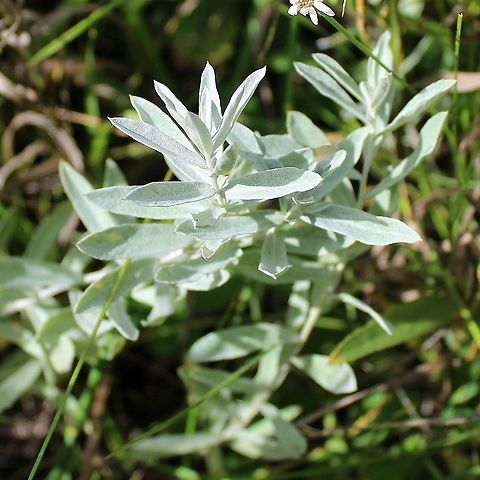 Artemisia ludoviciana (White Sage)  Artemisia ludoviciana,Asteraceae,Geotagged,Silver wormwood,Summer,United States,White Sage,sage,wormwood