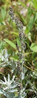 Artemisia ludoviciana (White Sage)  Artemisia ludoviciana,Asteraceae,Geotagged,Silver wormwood,Summer,United States,White Sage,wormwood