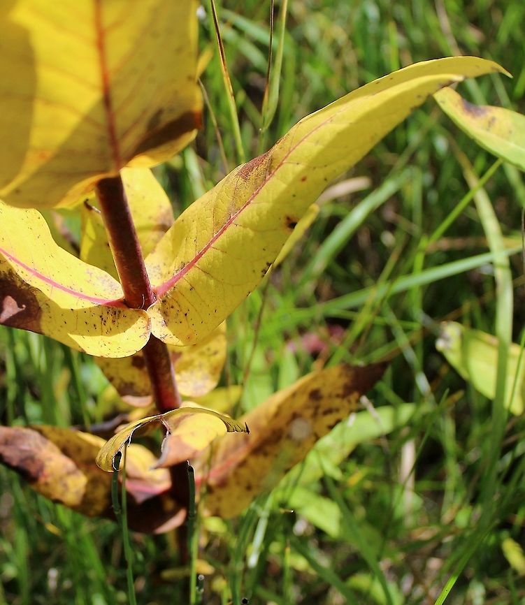 Apocynum sibiricum (Clasping Dogbane) Sessile lower leaves diiferentiate this species from the similar Apocynum cannabinum which has all leaves petiolate.   Apocynum cannabinum,Geotagged,Summer,United States,dogbane