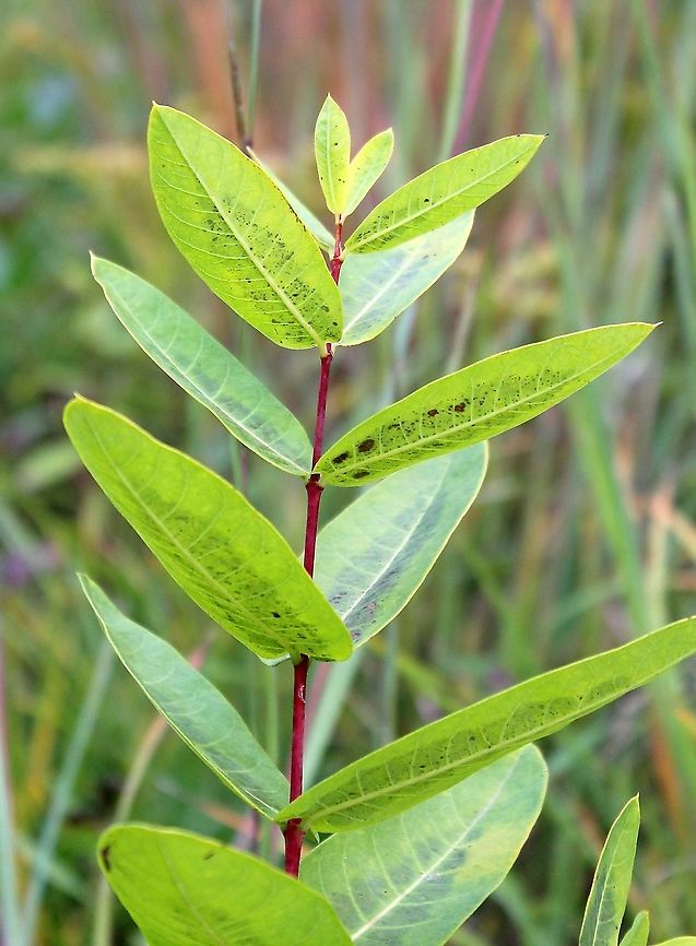 Apocynum sibiricum (Clasping Dogbane) Upper leaves of Apocynum sibiricum tend to be short petiolate. Apocynum cannabinum,Dogbane,Geotagged,Summer,United States