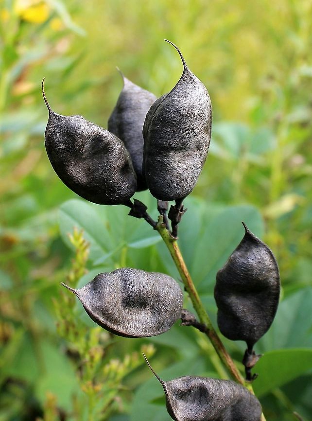 Baptisia australis (Blue False Indigo) Seed pods of blue false indigo. The species is not native to Minnesota but can be grown here. Larvae of the moth Uresiphita reversalis feed on the leaves of this and other Fabaceae species rich in quinolizidine alkaloids. Baptisia australis,Blue wild indigo,Fabaceae,Geotagged,Summer,United States,Uresiphita reversalis,indigo,quinolizidine alkaloids,seed pods