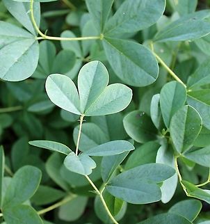 Baptisia australis (Blue False Indigo)  Baptisia australis,Blue wild indigo,Fabaceae,Geotagged,Summer,United States,indigo