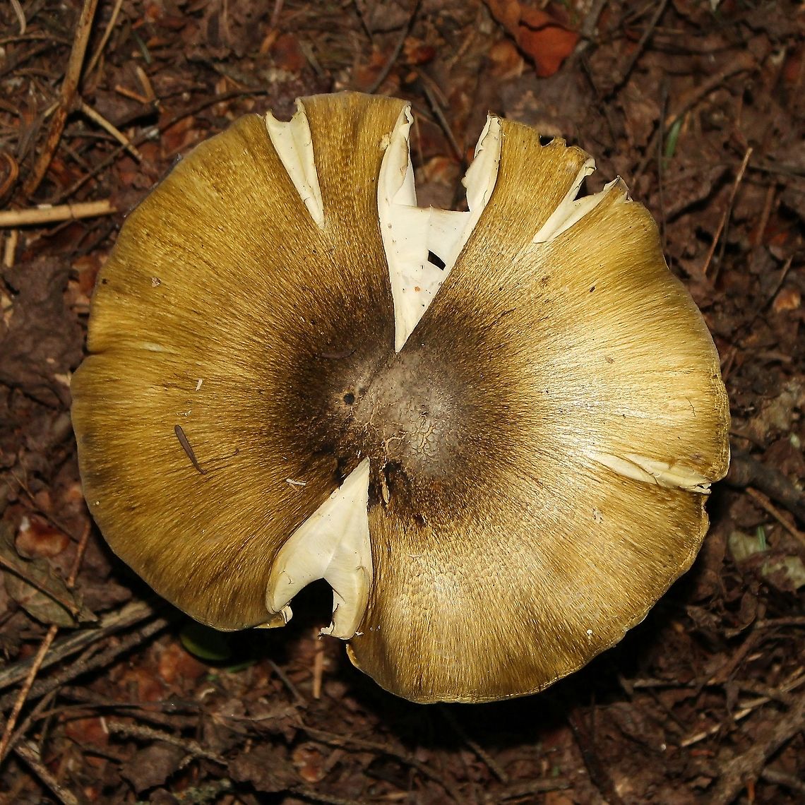 Tricholoma sejunctum In moist upland forest of balsam fir, black spruce, and quaking aspen. Geotagged,Summer,Tricholoma sejunctum,United States,forest,fungus,mushroom