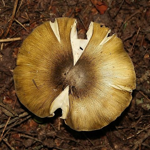 Tricholoma sejunctum In moist upland forest of balsam fir, black spruce, and quaking aspen. Geotagged,Summer,Tricholoma sejunctum,United States,forest,fungus,mushroom