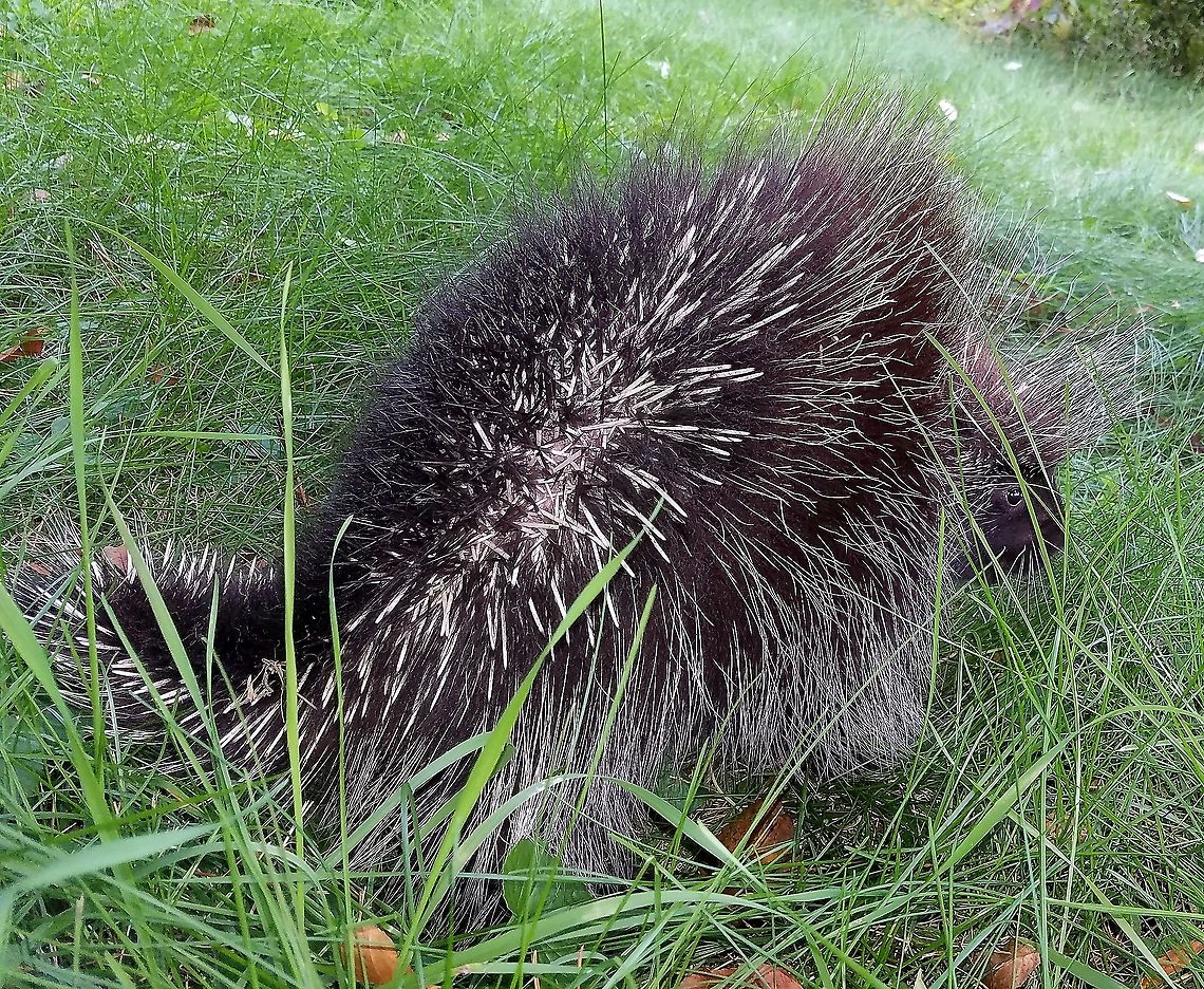 Erethizon dorsatum (North American Porcupine) A vistor to my yard. Erethizon dorsatum,Erethizontidae,Geotagged,North American porcupine,Summer,United States,mammal,rodent