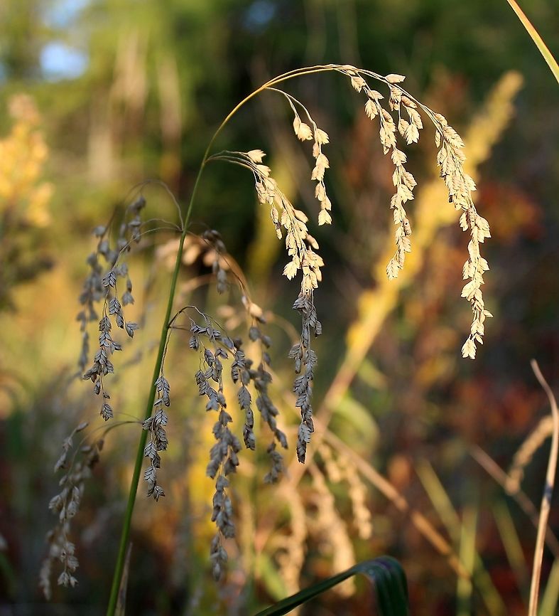 Glyceria canadensis (Rattlesnake Manna Grass) Growing in peaty soil over sand with Sphagnum moss, Carex lacustris, and Carex utriculata. Geotagged,Glyceria canadensis,Poaceae,Summer,United States,grass,wetlands