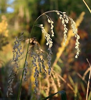 Glyceria canadensis (Rattlesnake Manna Grass) Growing in peaty soil over sand with Sphagnum moss, Carex lacustris, and Carex utriculata. Geotagged,Glyceria canadensis,Poaceae,Summer,United States,grass,wetlands