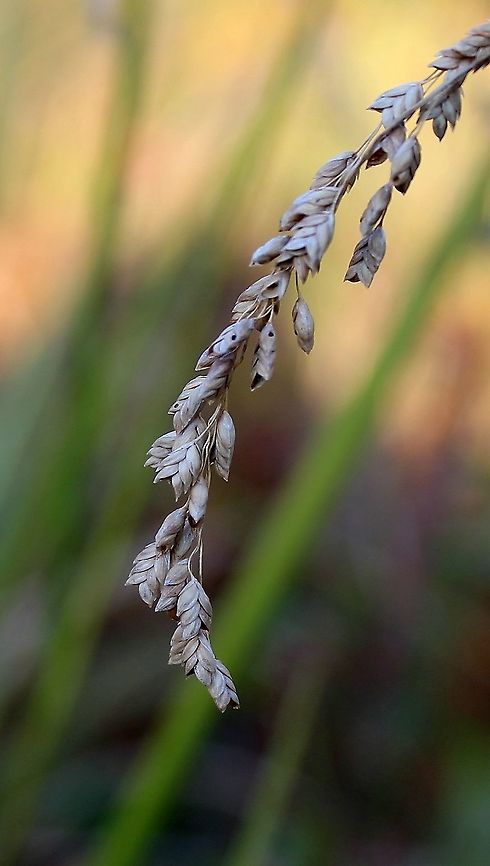 Glyceria canadensis (Rattlesnake Manna Grass) Growing in peaty soil over sand with Sphagnum moss, Carex lacustris, and Carex utriculata. Small holes in some of the florets are made by a beetle, I think, but so far haven't found anything about that. Geotagged,Glyceria canadensis,Poaceae,Summer,United States,grass,wetlands