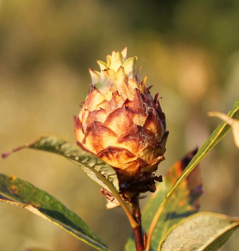 Rabdophaga strobiloides (Willow Pinecone Gall Midge) Willow Pinecone Gall on Tea-leaf Willow (Salix planifolia). Geotagged,Rabdophaga strobiloides,Salix planifolia,Summer,United States,gall,willow