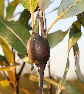 Rabdophaga rigidae (Willow Beaked-Gall Midge) Willow Beaked-Gall on Tea-leaf Willow (Salix plainfolia). Geotagged,Rabdophaga rigidae,Salix planifolia,Summer,United States,gall,willow