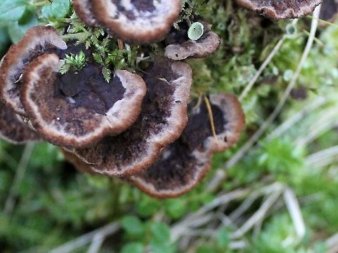 Thelephora terrestris (Earthfan) Growing from a well decomposed conifer (fir? spruce?) stump in a conifer swamp. Basidiomycota,Common Fiber Vase,Earthfan,Geotagged,Summer,Thelephora terrestris,United States,fungus