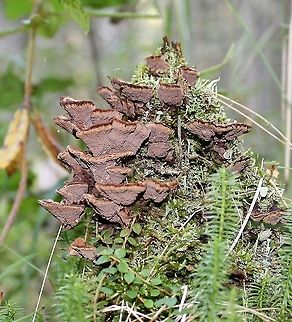 Thelephora terrestris (Earthfan) Growing from a well decomposed conifer (fir? spruce?) stump in a conifer swamp. Basidiomycota,Common Fiber Vase,Earthfan,Geotagged,Summer,Thelephora terrestris,United States,fungus