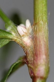 Persicaria maculosa (Lady's-thumb) Detail of ocrea showing fringed margin. Geotagged,Persicaria maculosa,Polygonum maculosum,Spotted lady's thumb,Summer,United States,ocrea