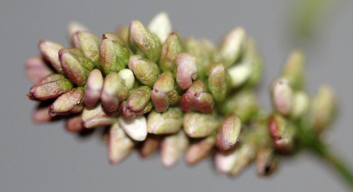 Persicaria maculosa (Lady's-thumb)  Geotagged,Persicaria maculosa,Spotted lady's thumb,Summer,United States