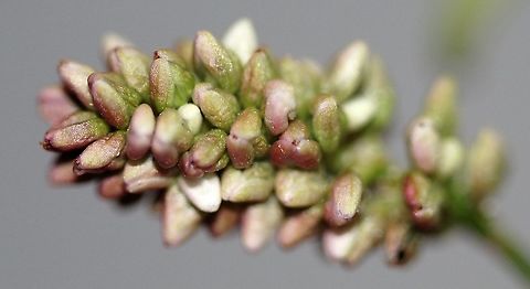Persicaria maculosa (Lady's-thumb)  Geotagged,Persicaria maculosa,Spotted lady's thumb,Summer,United States