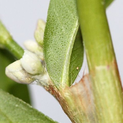Persicaria maculosa (Lady's-thumb) Portion of lower leaf surface with glandular-punctate dots. These are not consistently found in this species but do occur in some populations. Geotagged,Persicaria maculosa,Spotted lady's thumb,Summer,United States