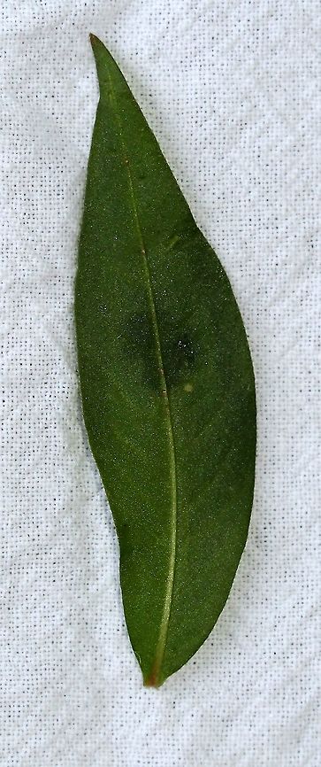 Persicaria maculosa (Lady's-thumb) Leaf with dark spot Geotagged,Persicaria maculosa,Spotted lady's thumb,Summer,United States