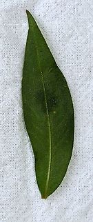 Persicaria maculosa (Lady's-thumb) Leaf with dark spot Geotagged,Persicaria maculosa,Spotted lady's thumb,Summer,United States